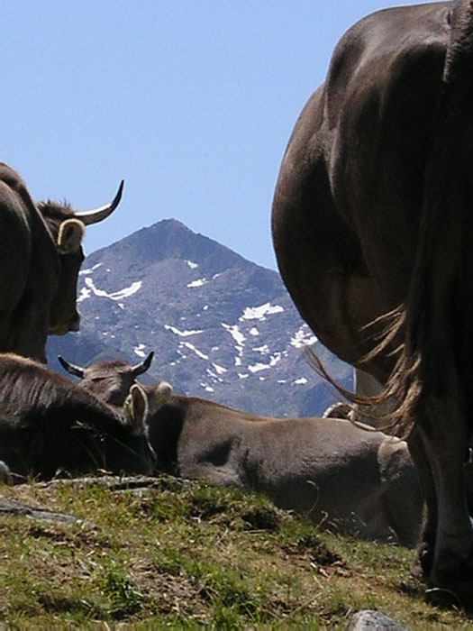 Etwas weiter oben: Aussicht zum Piz Badus
