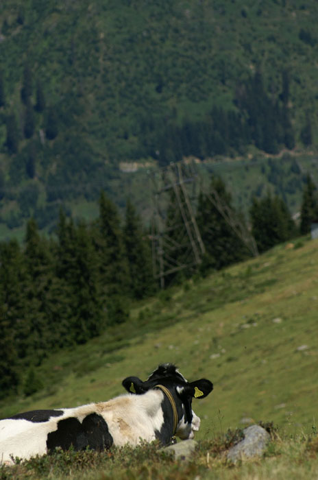 Juli 2006
