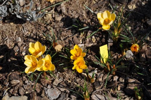 Der Frühling hat in Seillans Einzug gehalten
