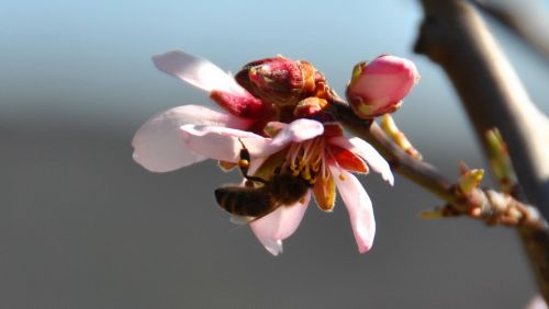 Für Honig ist auch schon gesorgt
