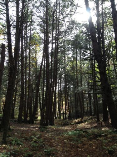 Zehn Minuten lang unterwegs in den Wäldern Woodstocks - Dave sagte "einfach in diese Richtung laufen, das kommt schon gut!"
