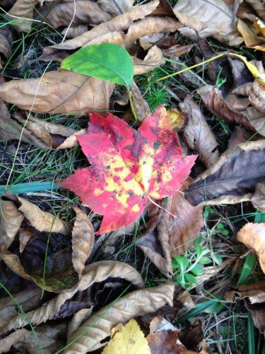 Spuren des Indian Summers, den wir in diesen Tagen in New England erlebten
