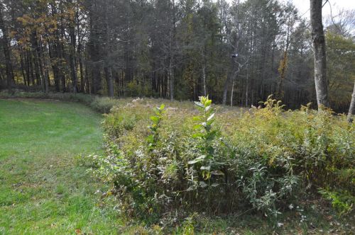 Ehemalige Abfahrtsroute durch eine Waldschneise
