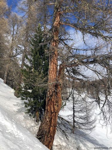 20180309-buerchen-moosalp-1518.jpg