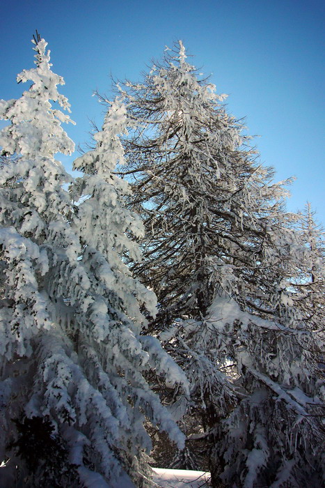 Februar 2009

