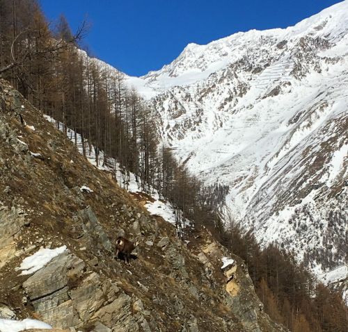 20170310-saasfee-2447.jpg