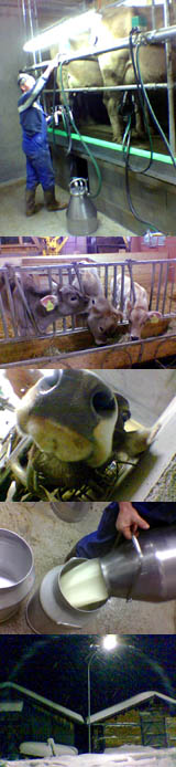 Bei Baseli im Stall, Januar 2006