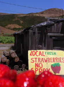 Erdbeeren statt Erdbeben - das Chübeli für schlappe 1.25$