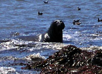 Elephant Seal, Año Nuevo State Reserve, 4. August 2006