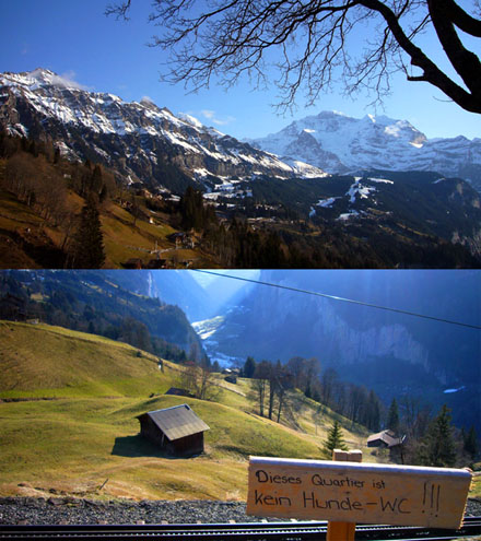Wengen im Januar 2007: Grüne Wiesen mit Gänseblümchen
