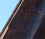 Spinnennetz im Januar: Die Tiere geniessen den milden Winter (Klicken für grosse Fassung)