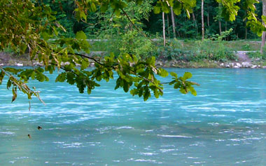 Aaregrünstes Aaregrün, Eiche: Die Elfenau, 16. Juli 2007