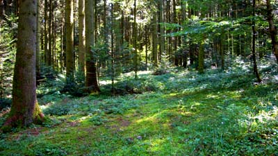 Waldstück bei Niedermuhlern (12. August 2007)