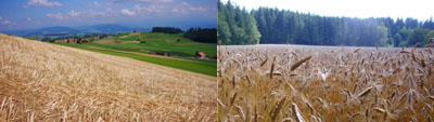 12. August 2007, Blick gen Thunersee vor Oberbütschel (links), Kornfeld bei Niedermuhlern (rechts)