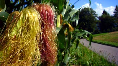 Zwischen Oberbütschel und Riggisberg (12. August 2007)