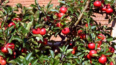 Mjamm... bald im Regal! Ey bei Hasli, 12. August 2007