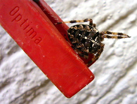 Wäscheklammer und Spinne (Itingen, September 2007)