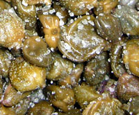 In Salz eingelegte Kapern aus Salina (September 2007)