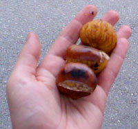 Immens gross und schmackhaft: Marroni vom Bahnhof Brig (November 2007)