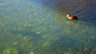 Aare beim Marzili, 23. Februar 2008