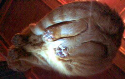 Kater Murrli von unten - er sprang freiwillig auf den Glastisch... (März 2008)