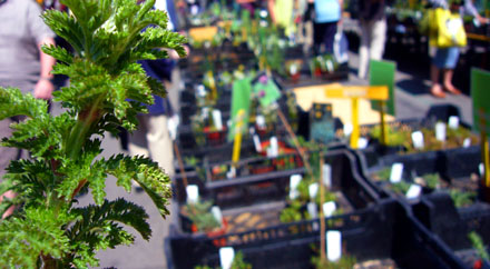 Wildpflanzenm&auml;rit Waisenhausplatz, 7. Mai 2008