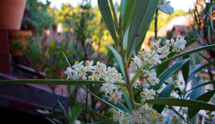 Berner Oliven am Blühen (23. Juni 2008)