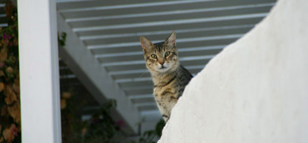 Agali Houses, Santorini (August 2008) - Klicken für mehr Bilder