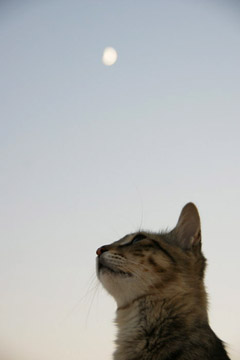 Katze im Hotel Agali Houses, Santorini (August 2008) - Klicken für mehr Bilder