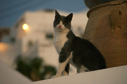 Büsi im Hotel Agali Houses, Santorini (August 2008) - Klicken für mehr Bilder
