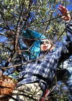 Olivenernte in Seillans, Dezember 2005 - Klick!