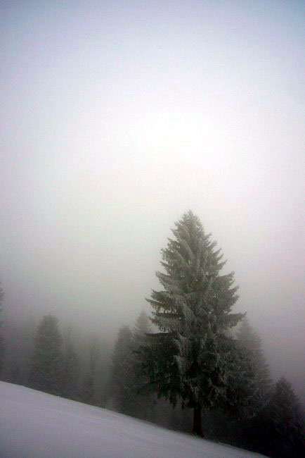29. Januar 2009
