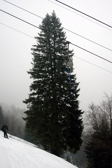 29. Januar 2009
